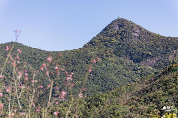 小三洲樱花