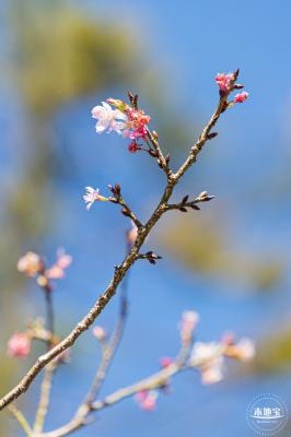 小三洲樱花
