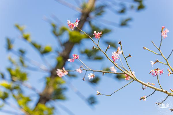 小三洲樱花