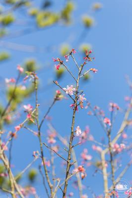 小三洲樱花