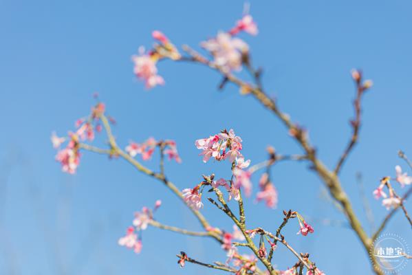 小三洲樱花