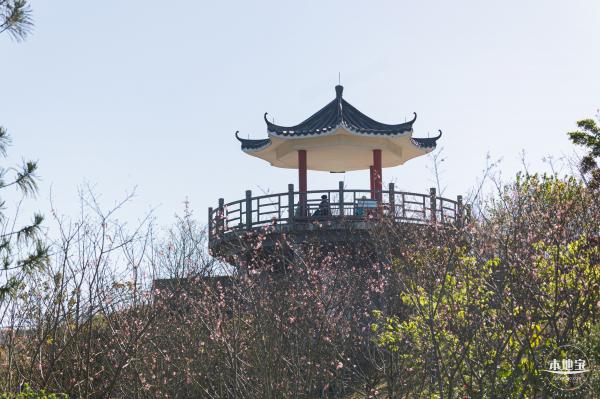 小三洲樱花