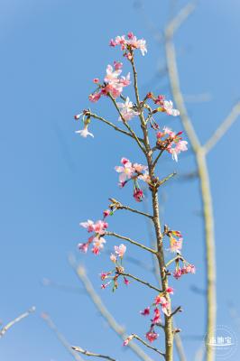 小三洲樱花