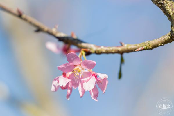 小三洲樱花