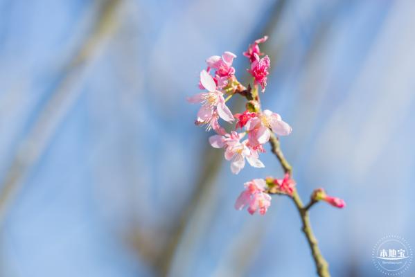 小三洲樱花