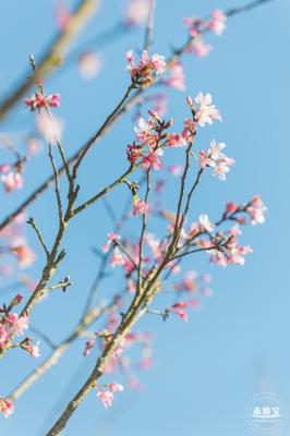 小三洲樱花