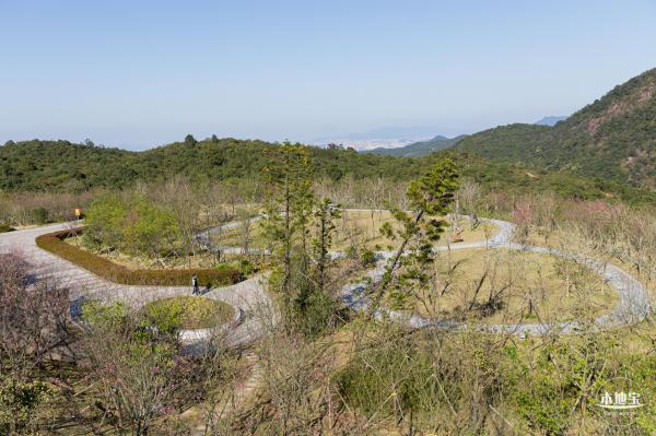 小三洲樱花