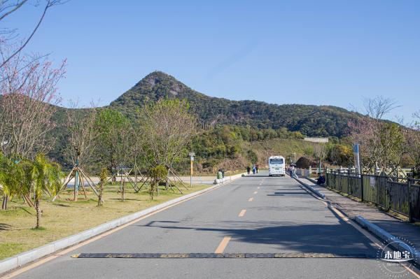 小三洲樱花