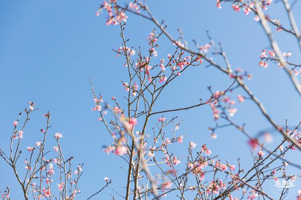 小三洲樱花