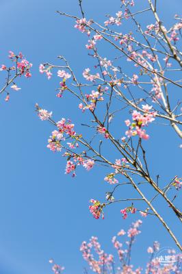 小三洲樱花