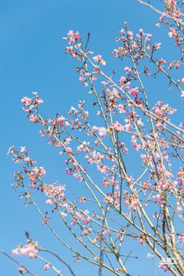 小三洲樱花
