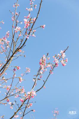 小三洲樱花