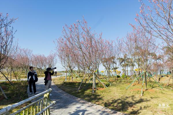 小三洲樱花