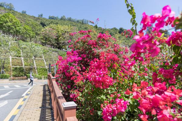 华英路花海