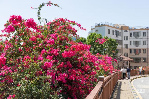 华英路花海