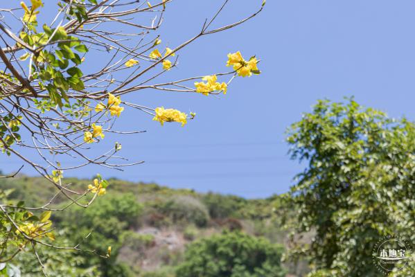 华英路花海