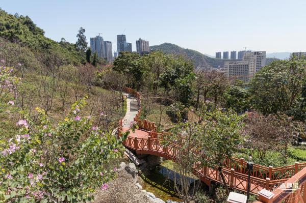 华英路花海