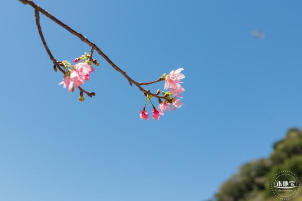 华英路花海