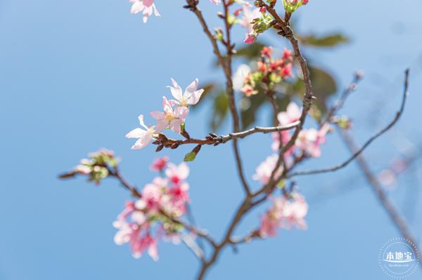 华英路花海