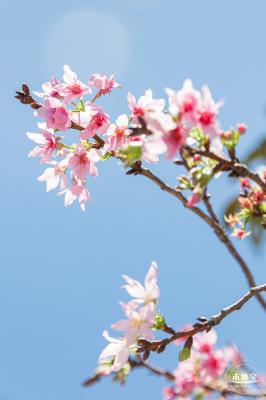华英路花海