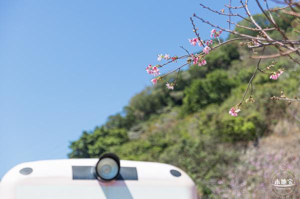 华英路花海