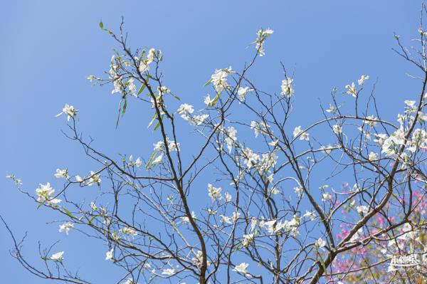 华英路花海