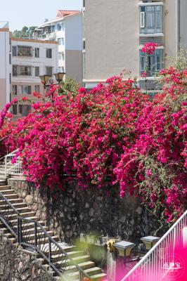 华英路花海