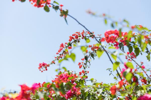 华英路花海
