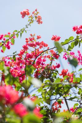 华英路花海