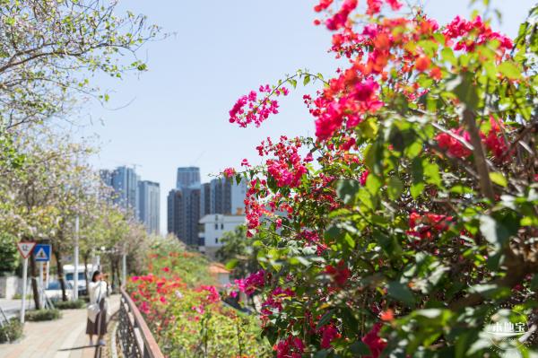 华英路花海