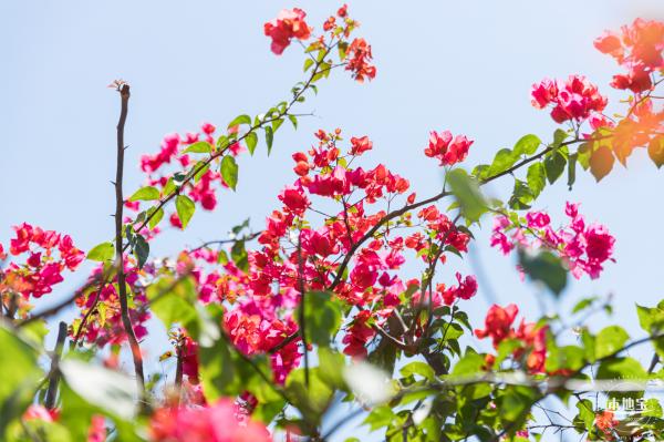 华英路花海