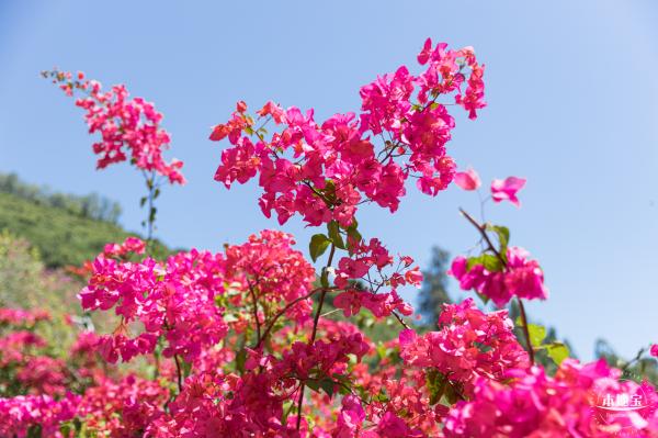 华英路花海