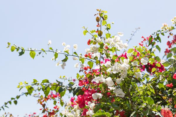 华英路花海