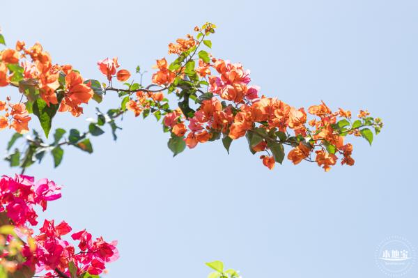 华英路花海