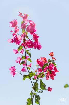 华英路花海