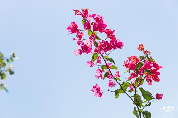 华英路花海