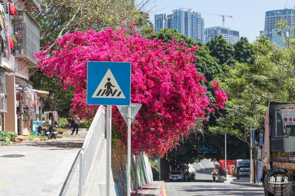 华英路花海