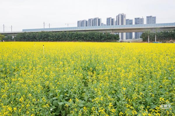 光明油菜花