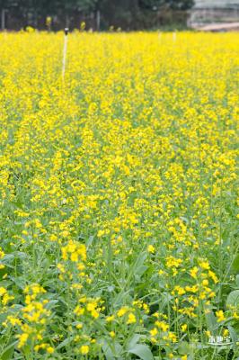 光明油菜花