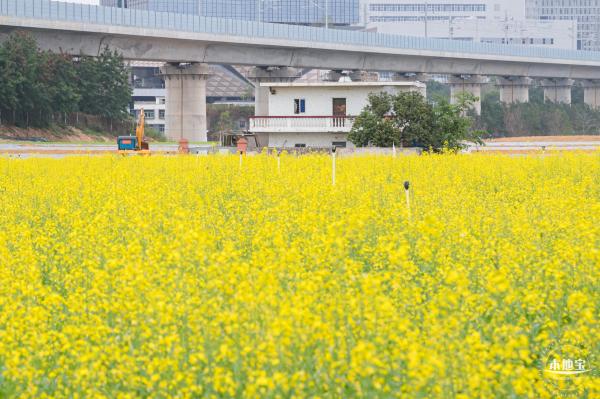 光明油菜花