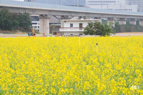 光明油菜花