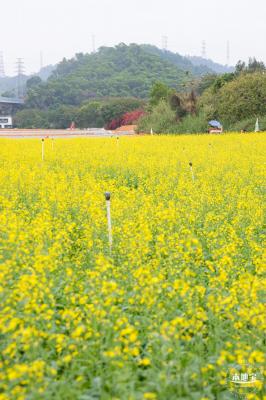 光明油菜花