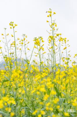 光明油菜花