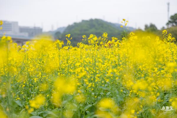 光明油菜花