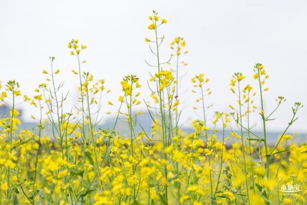 光明油菜花