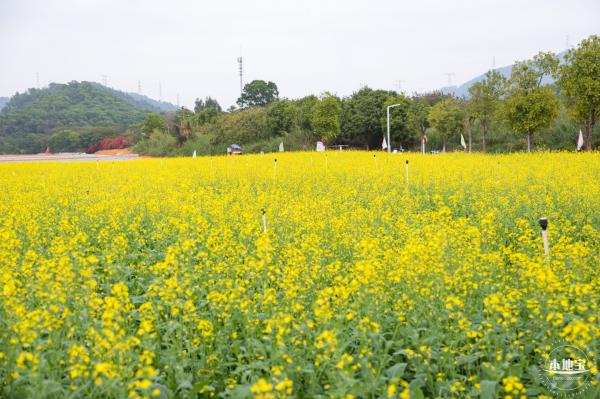 光明油菜花