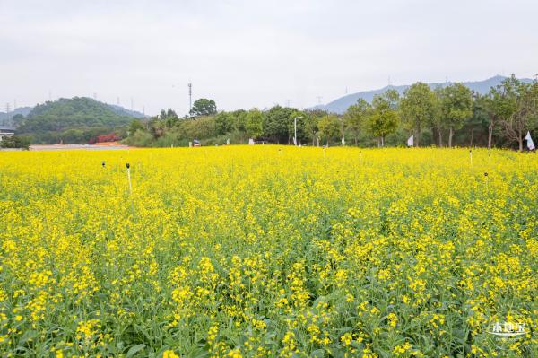 光明油菜花