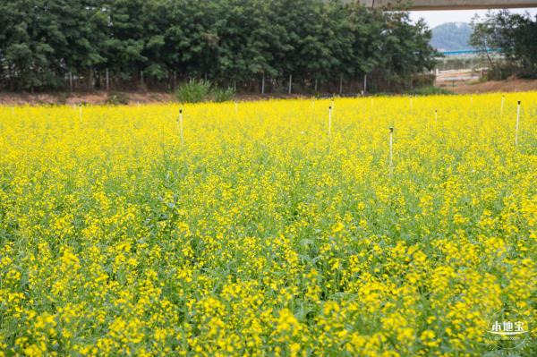 光明油菜花