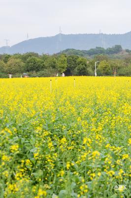光明油菜花
