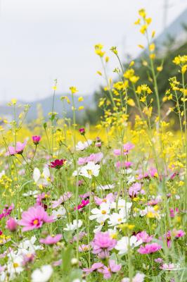光明油菜花